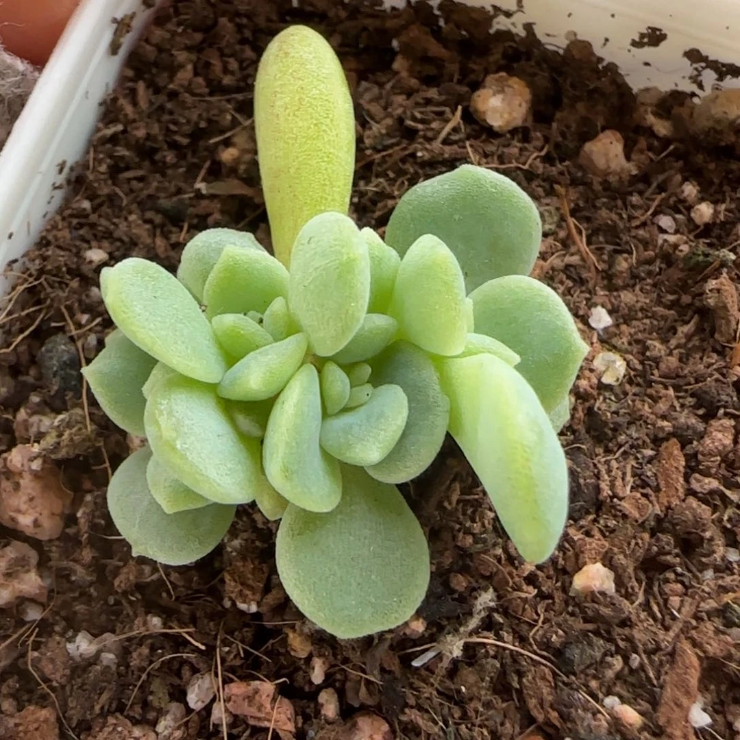 c***l四头糖心多肉植物