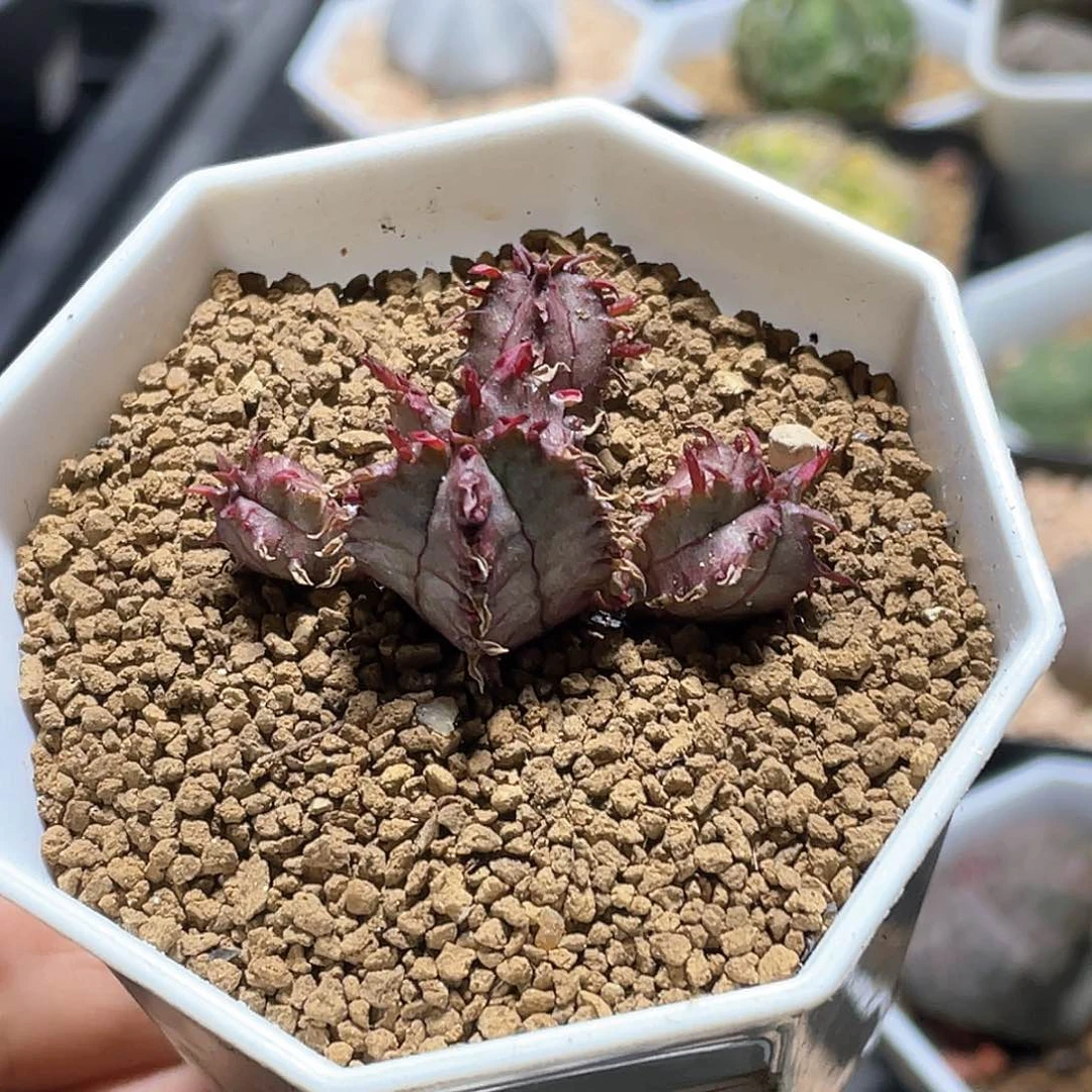 实生羽田斑马魁伟玉 致远多肉