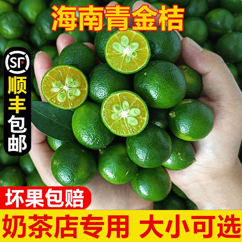 海南青金桔小青柠小金桔酸金桔奶茶现摘新鲜水果批发饮品奶茶店