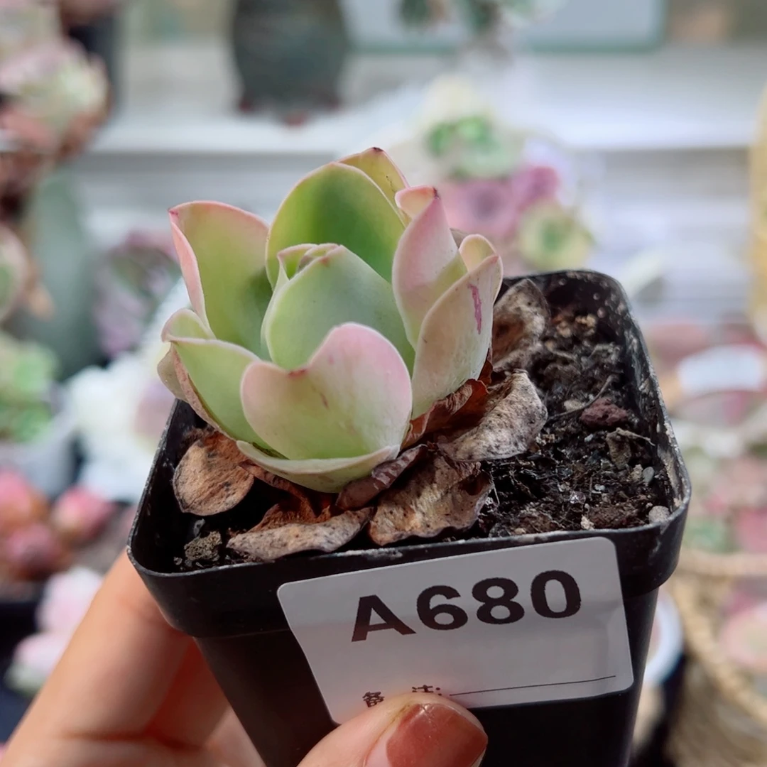 680粉帕单棵。