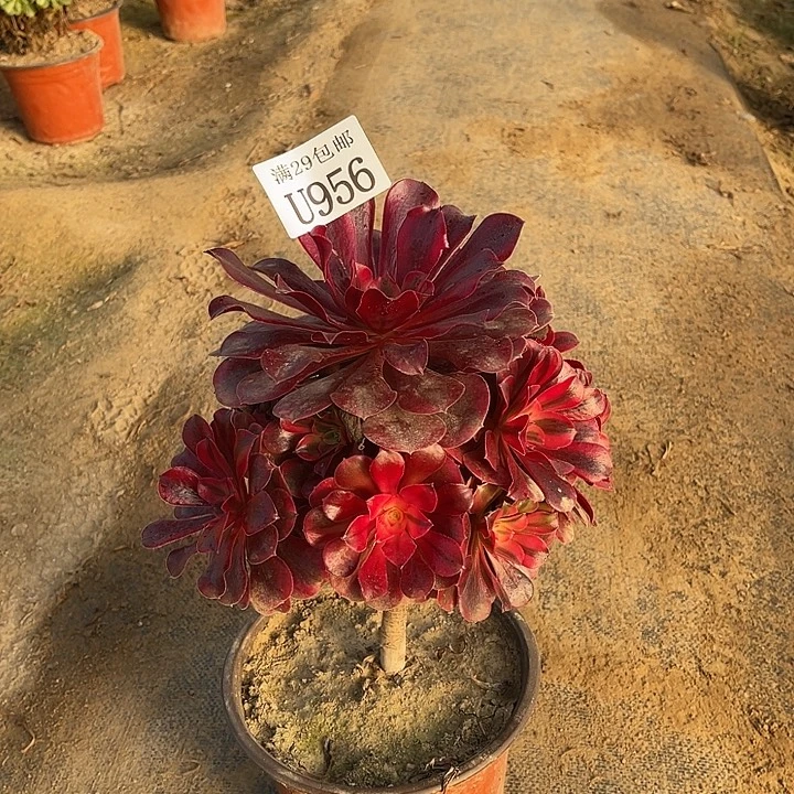 956美杜莎   多肉植物