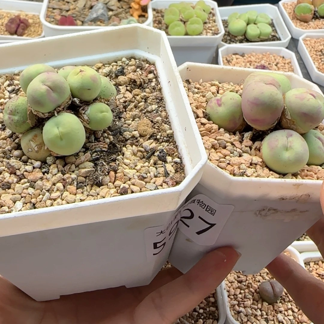 5927 大白多肉植物园