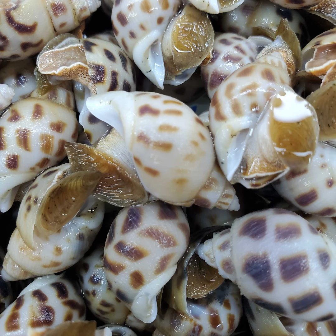 花螺1斤（保鲜不保活）500克