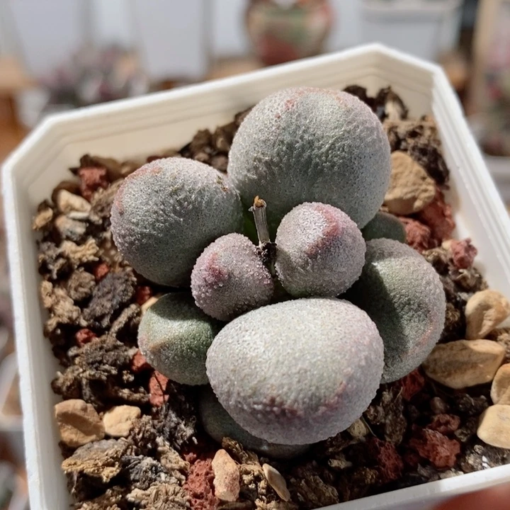 实生008号水泡多肉植物