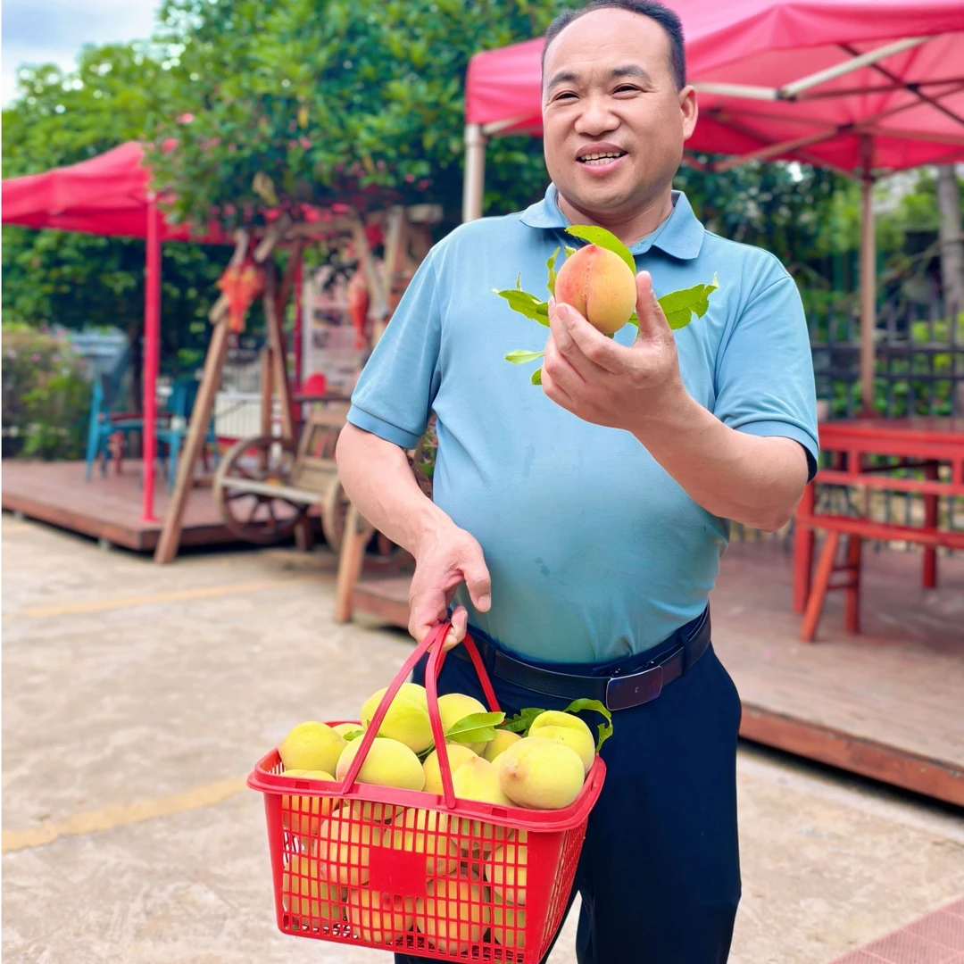 【顺丰包邮】湖南翡翠青脆桃中大果5斤现采现发