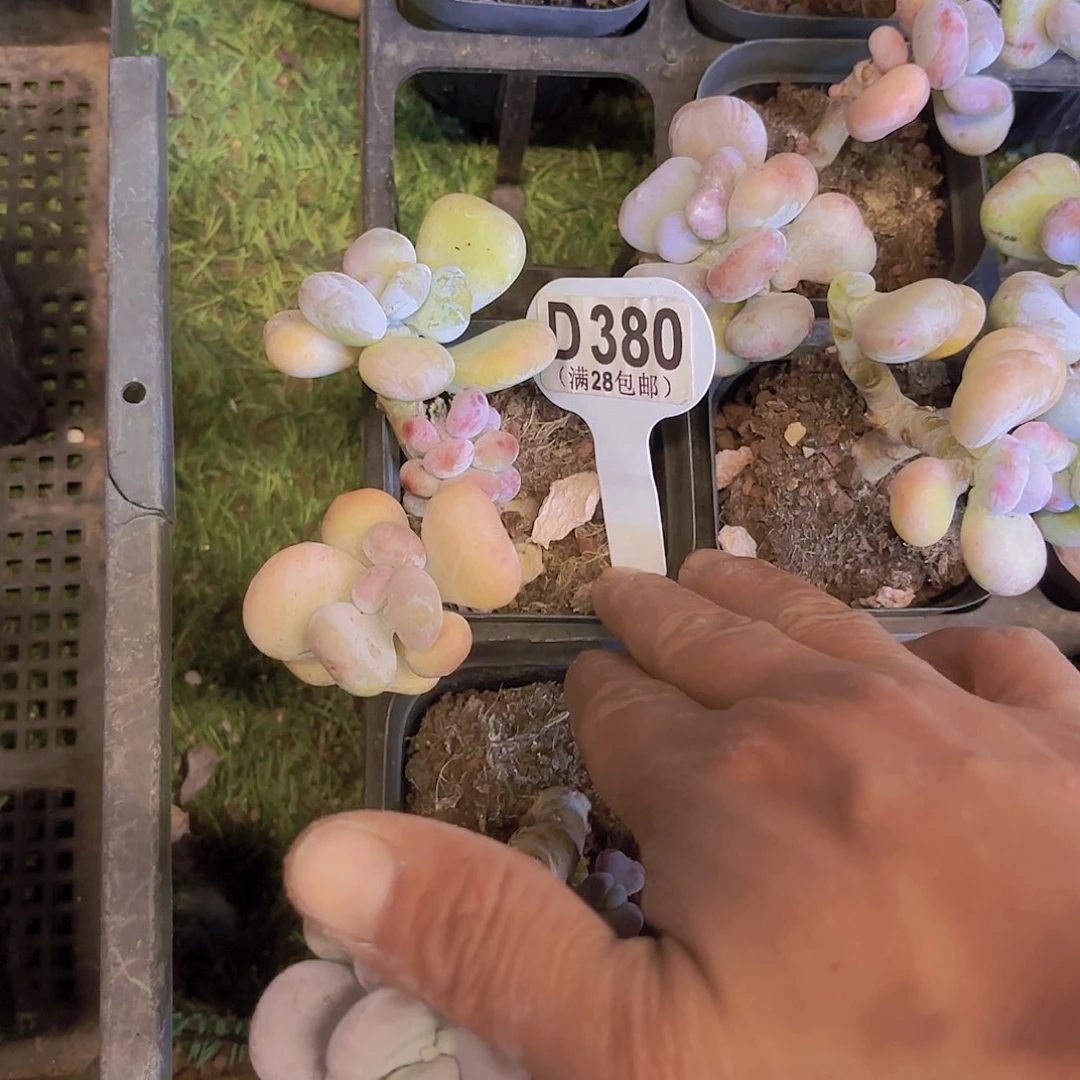 D380油煎丸子一物一拍