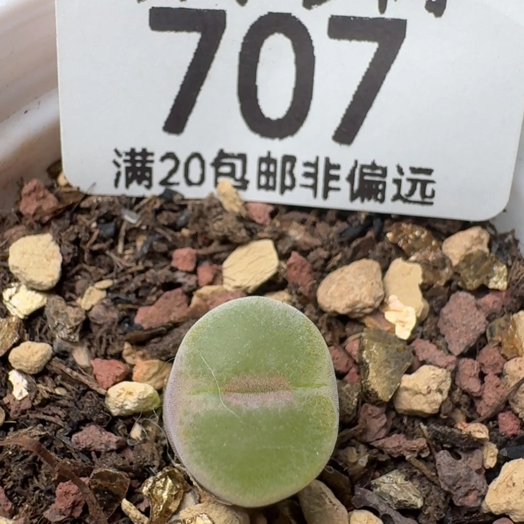 粉女带盆土。