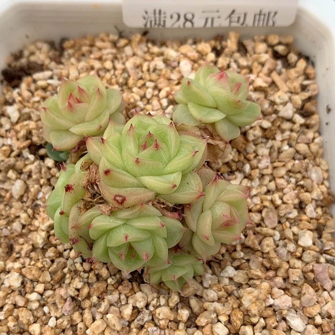 【闪购商品】云193号