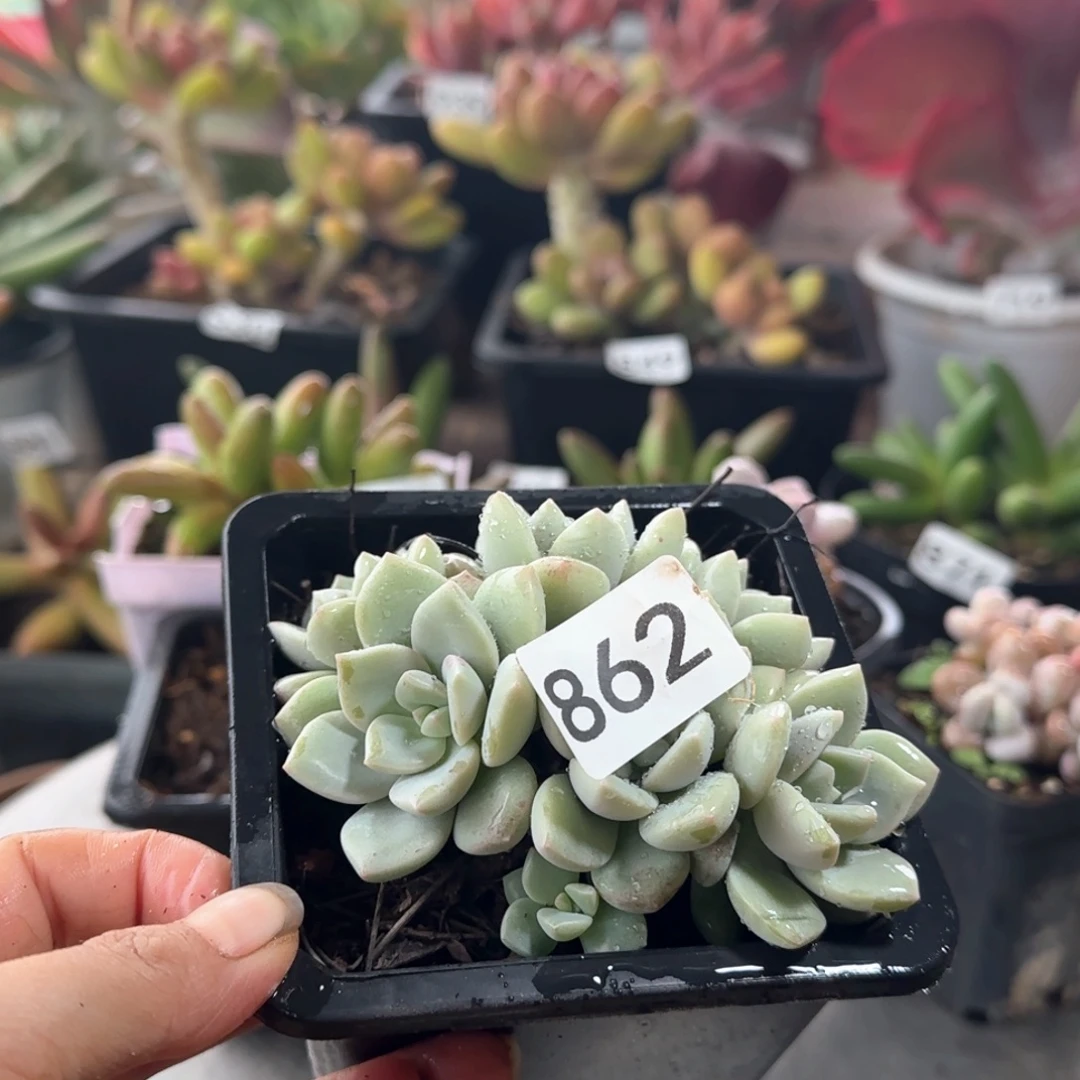 蜡***新862号 一物一拍 一物一拍