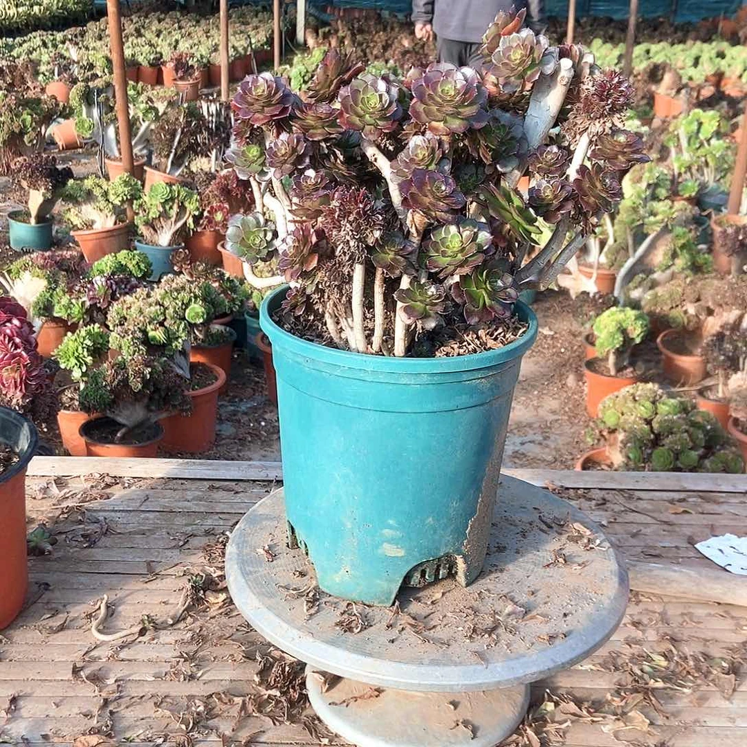 完全开放黑法师缀化