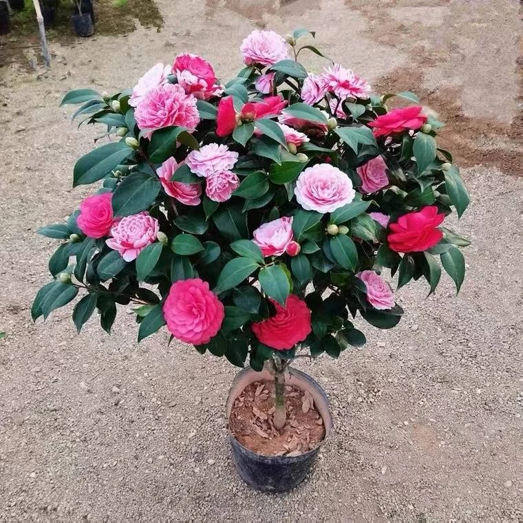 多色赤丹茶花多色好养室内外植物盆栽庭院阳台花卉好养活木本老桩