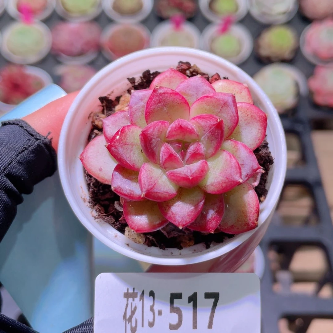 花利美13-517新品