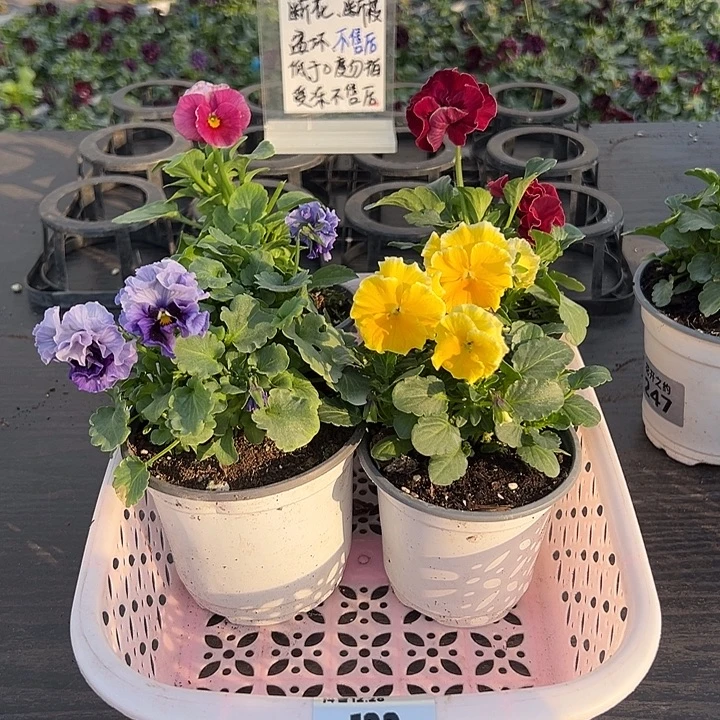 少量花朵（建议范围：2朵-5朵 或40%以下）122号