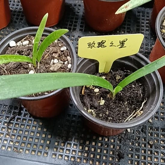 无花朵玫瑰之星0.8发一个
