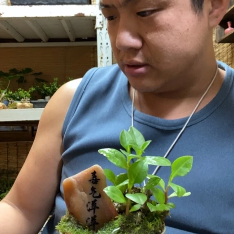 红陶一物一拍所见即所得255