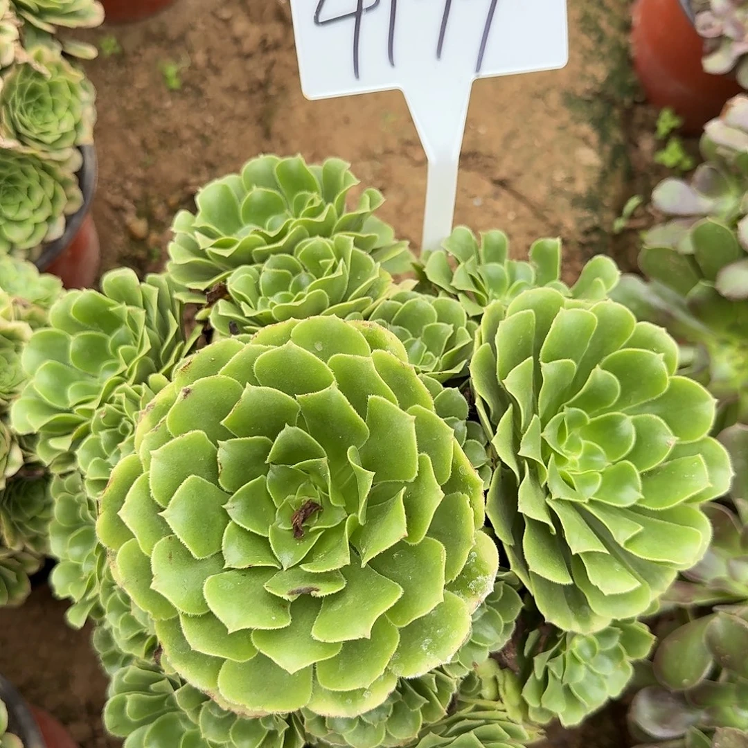 4199新尼亚多肉法师