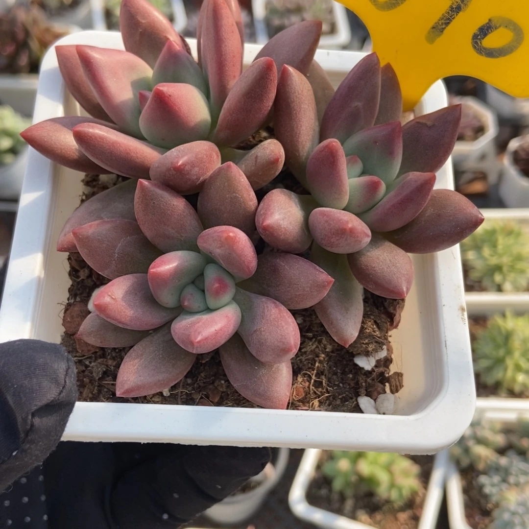 890桃花源多肉植物