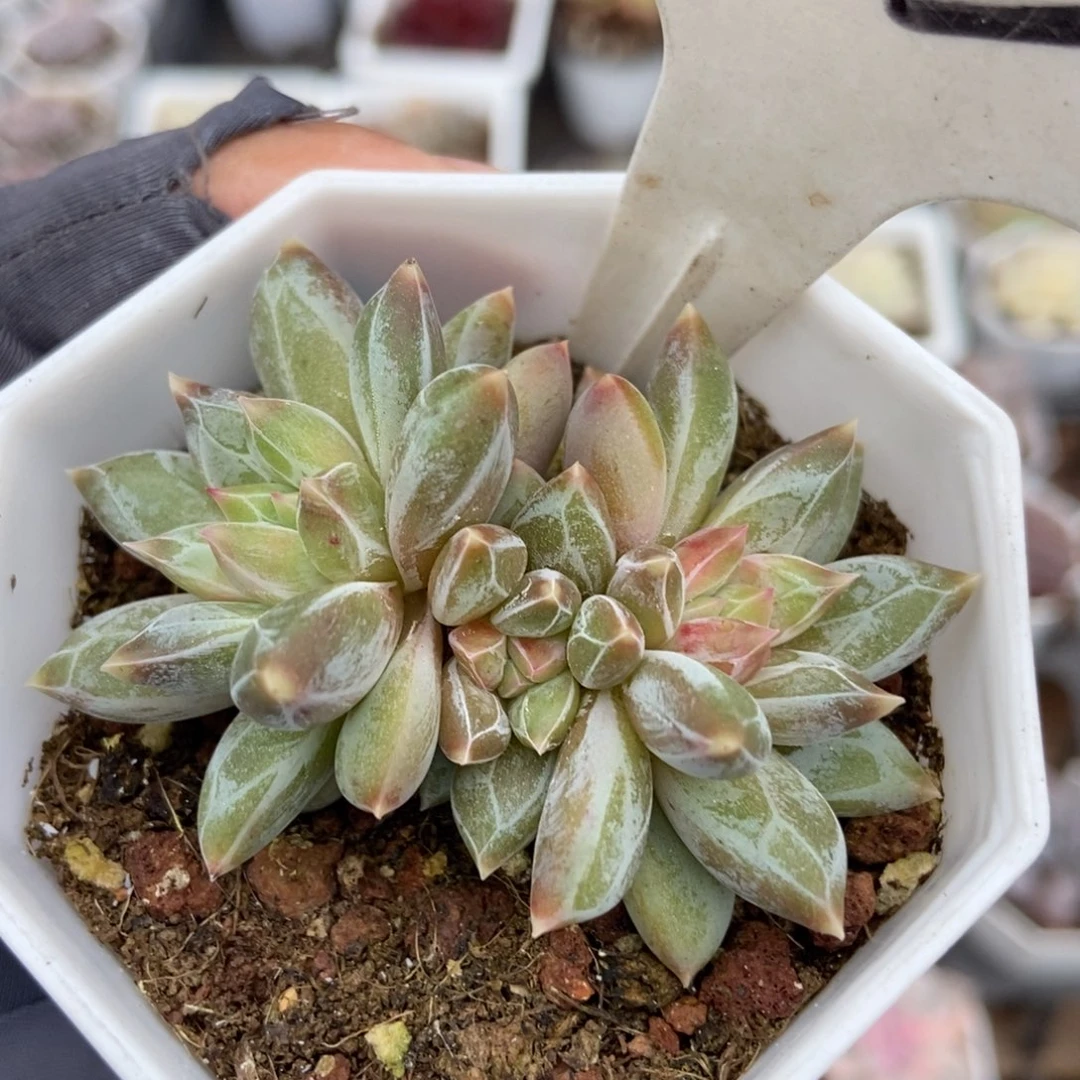 1030伊丽莎白多肉植物