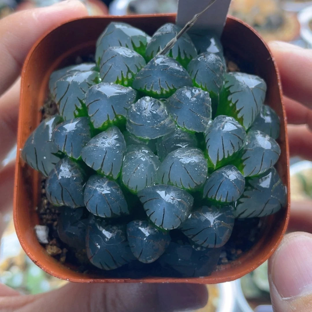 18.十二卷大紫冰灯玉露。