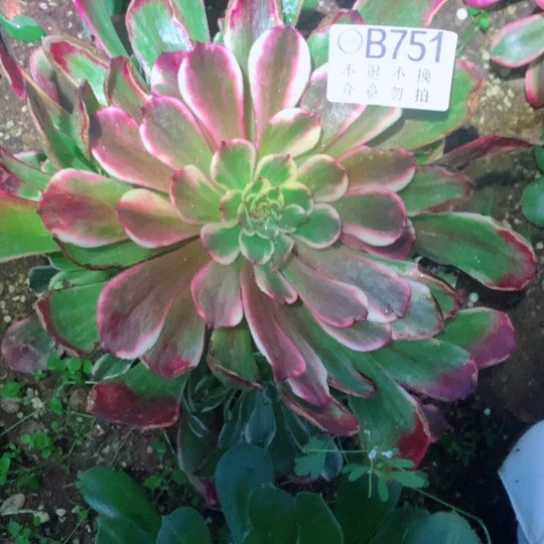 多肉植物烟花751