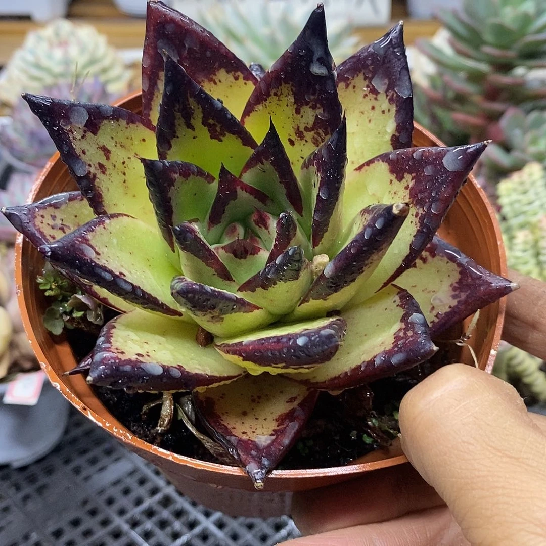 0752 状态乌木 需延时发货