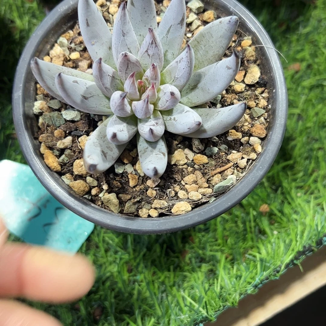 魔爪单头多肉植物