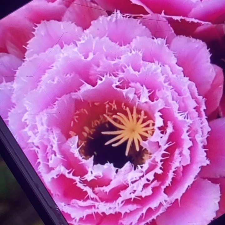 云儿带根6公分毛花柱