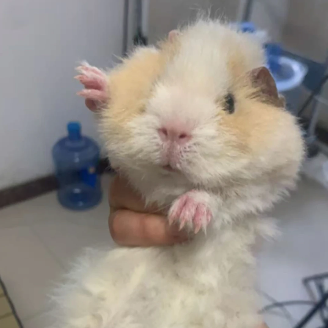 荷兰猪豚鼠开脸美泰妹妹 包邮