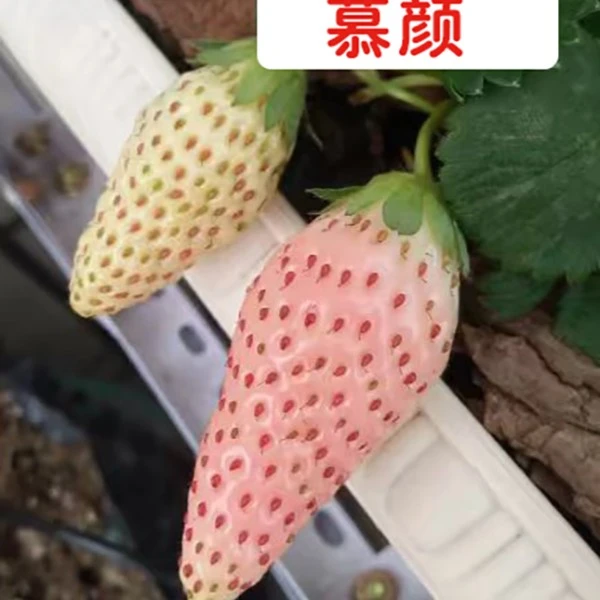 【匠心直播】草莓苗盆栽慕颜大盆栽天仙醉草莓苗四季种植草莓苗