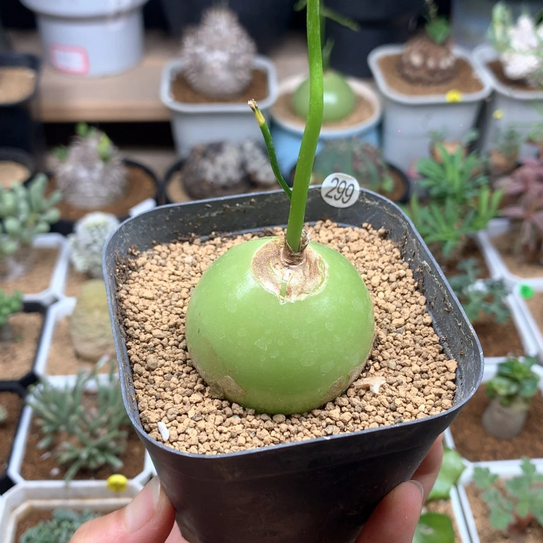 大苍角殿多肉带盆