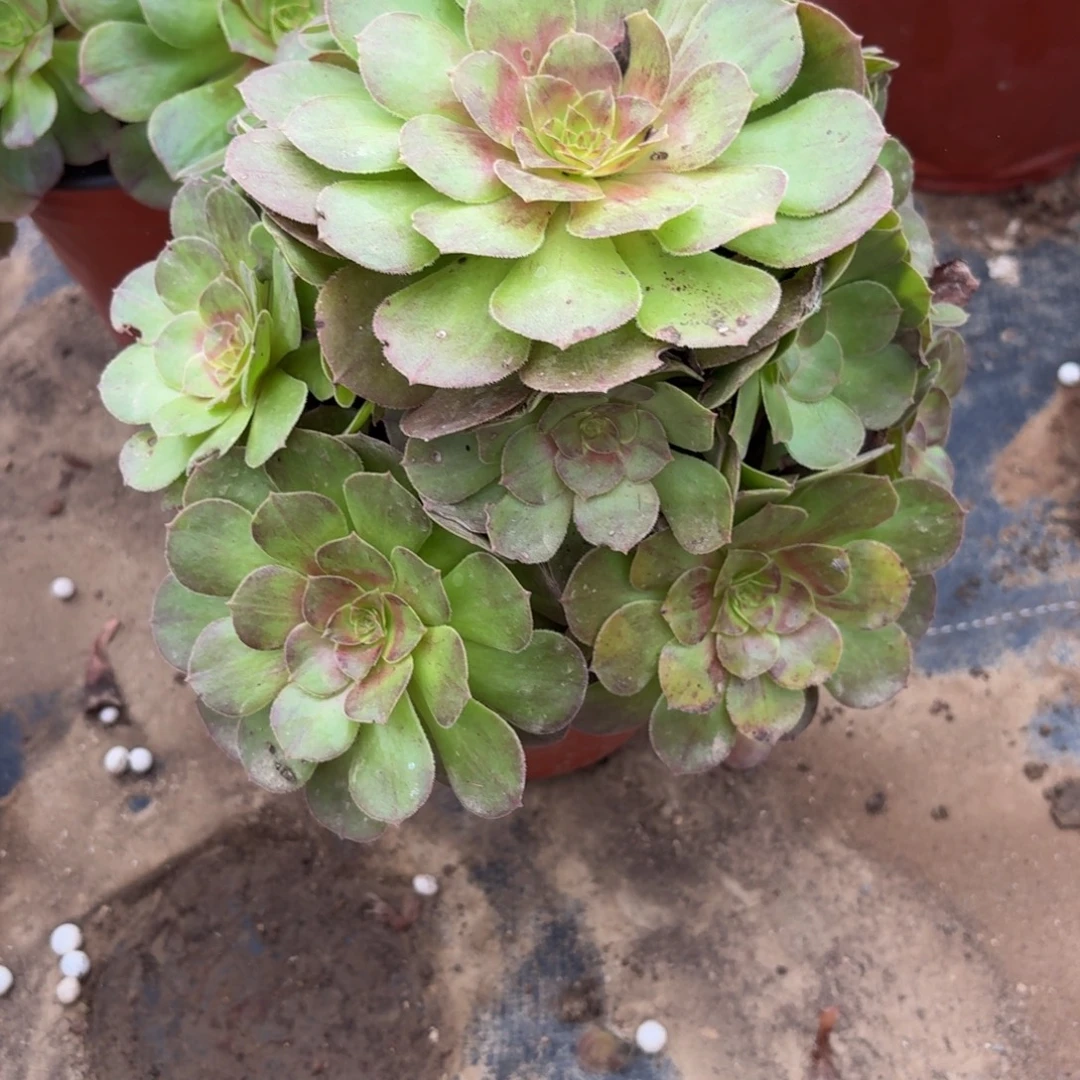 282多肉植物捧花的时候