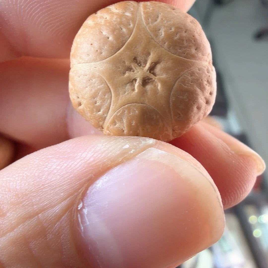 吊坠凤眼菩提3234打三通