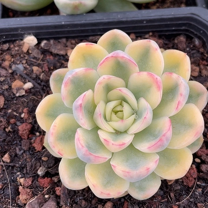 钥橙锦。锦龙一物一拍