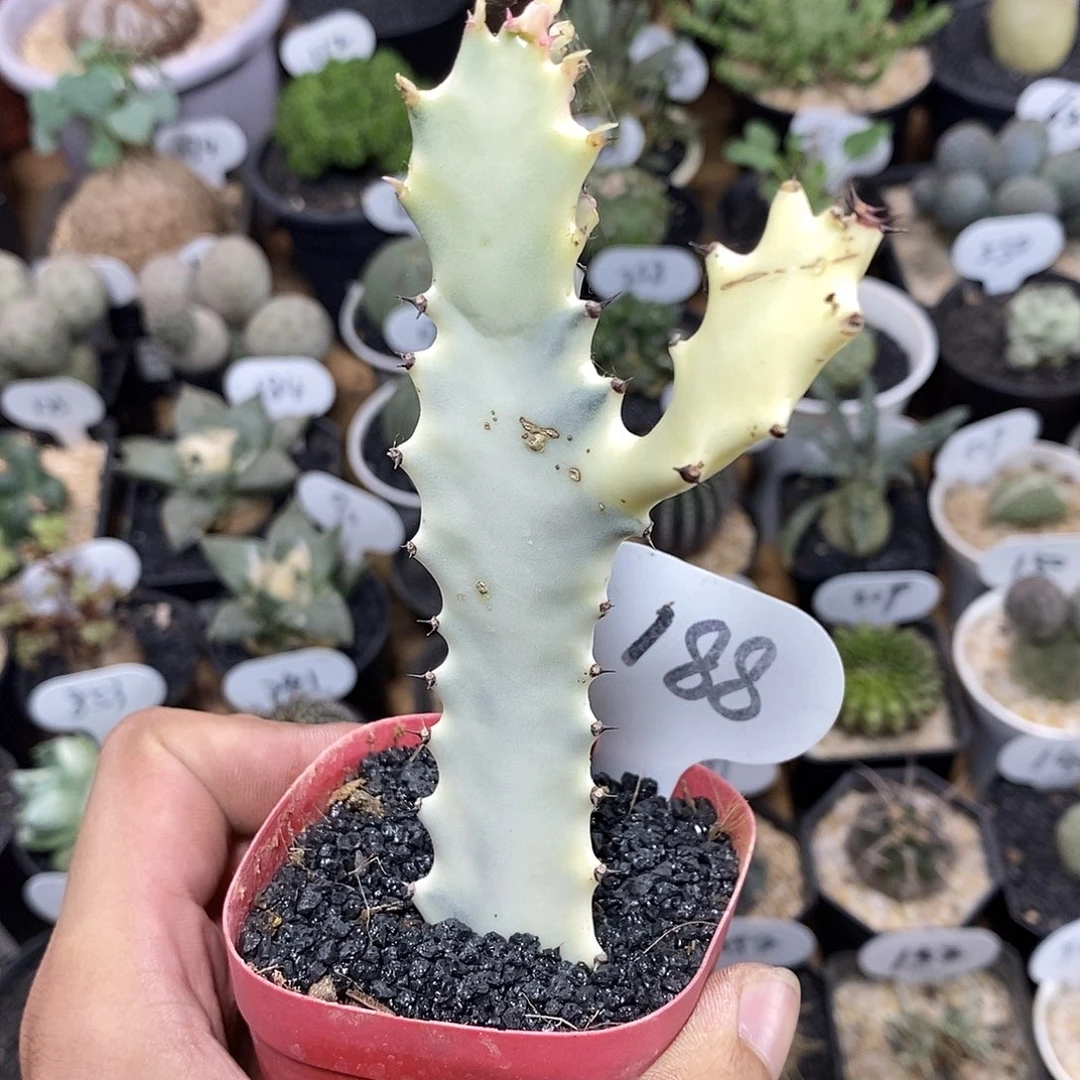 白龙骨锦188号 高度12cm