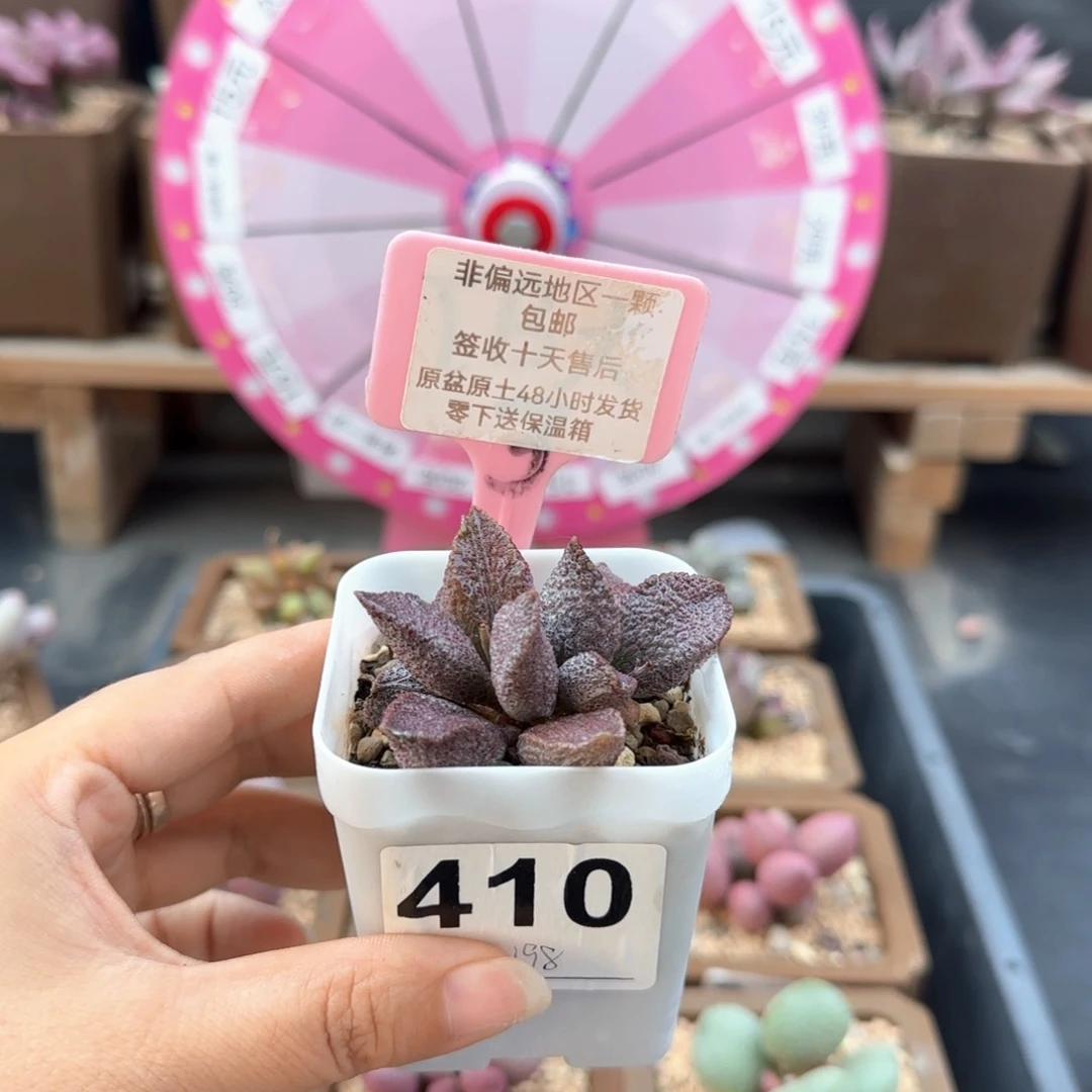 迷***痴410黑糖多肉植物