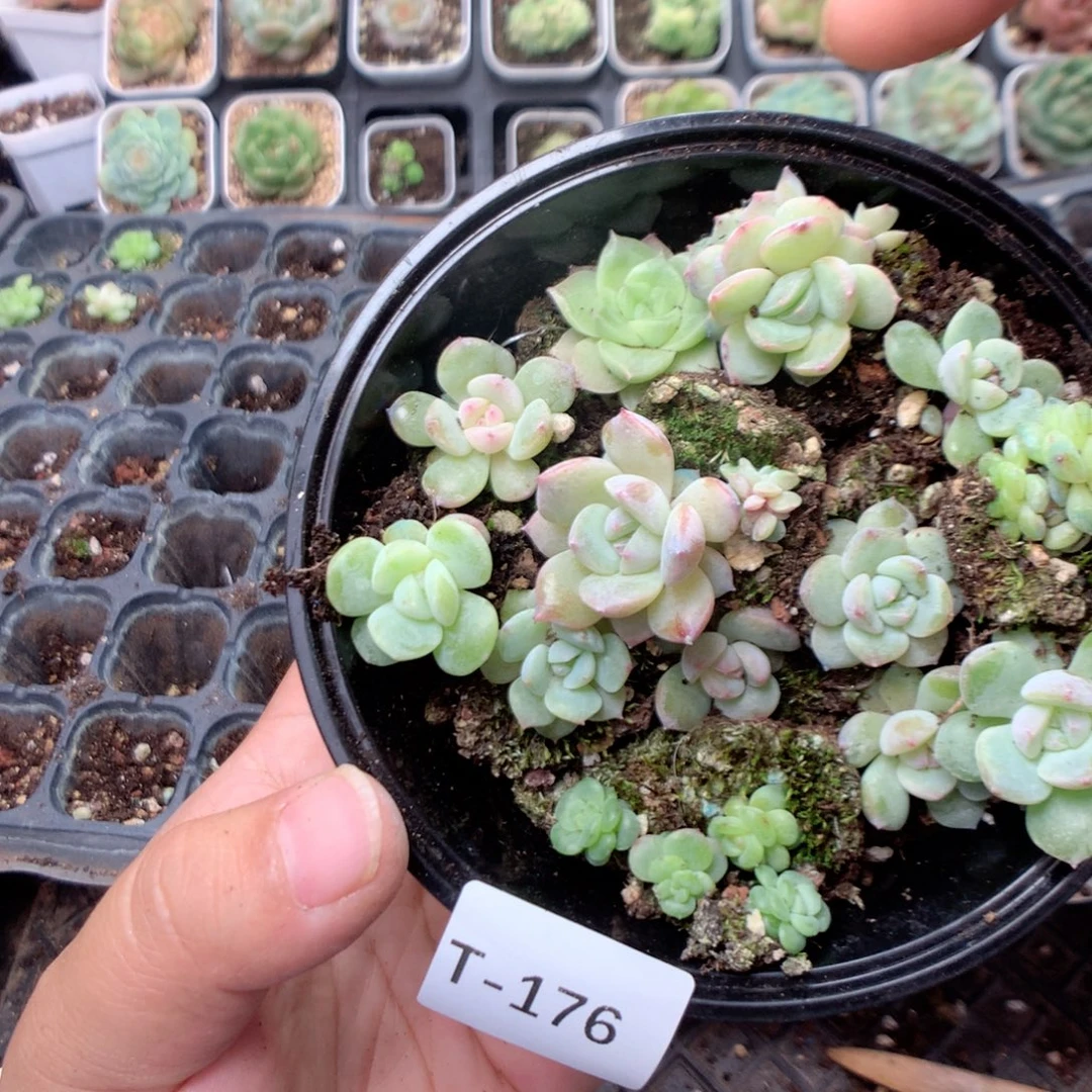 无花朵T176英语英语