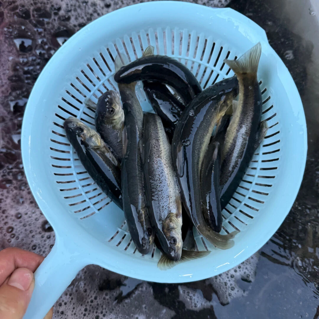 东北冷水柳根鱼  3斤