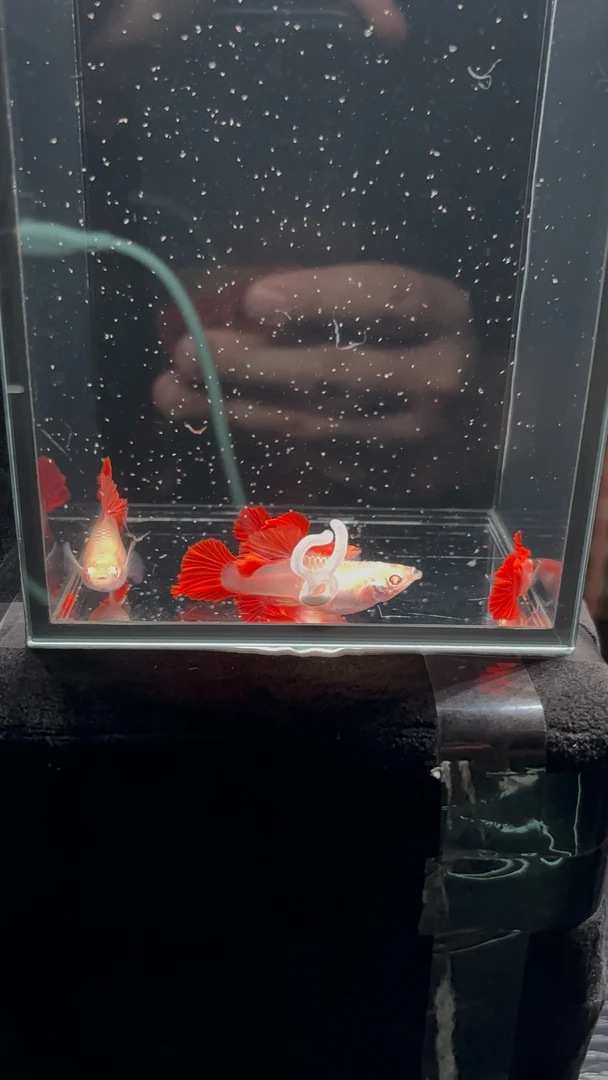 褶扇白子半月尾【包路损 售后无忧】【入缸不包损 均价赔付】【不补发】