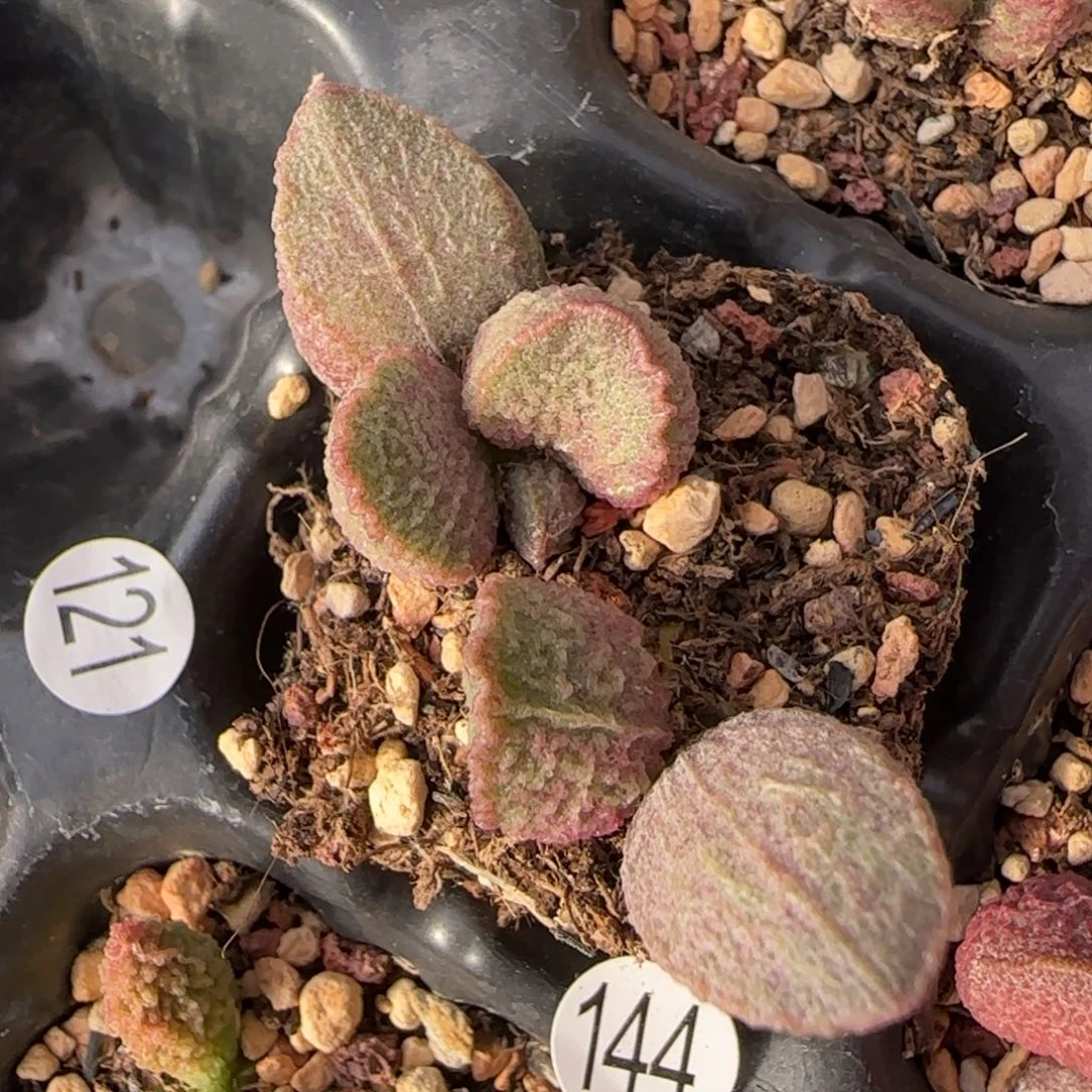 哈默绿猪肝水泡多肉144