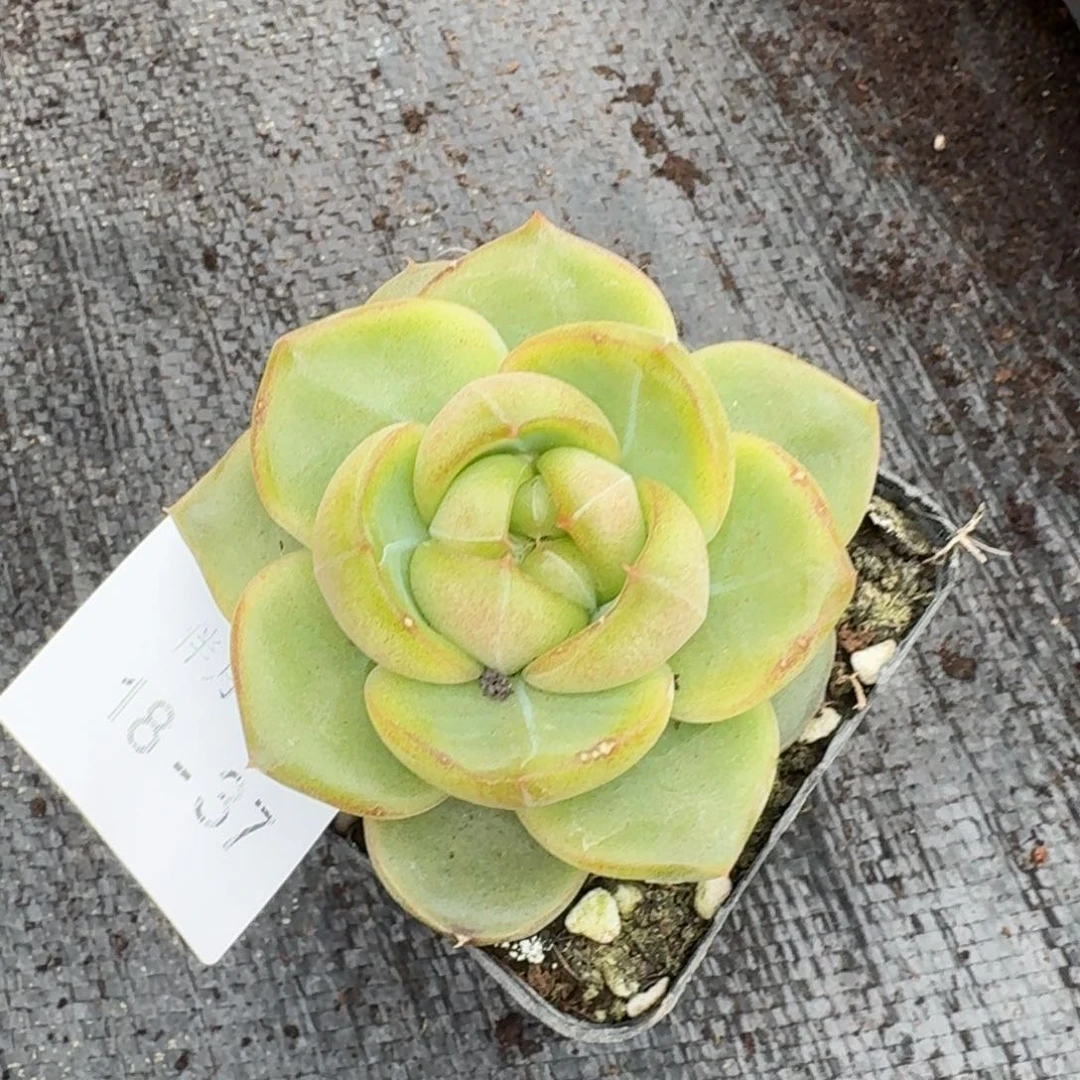 翡翠珍妮一颗量拍18-37