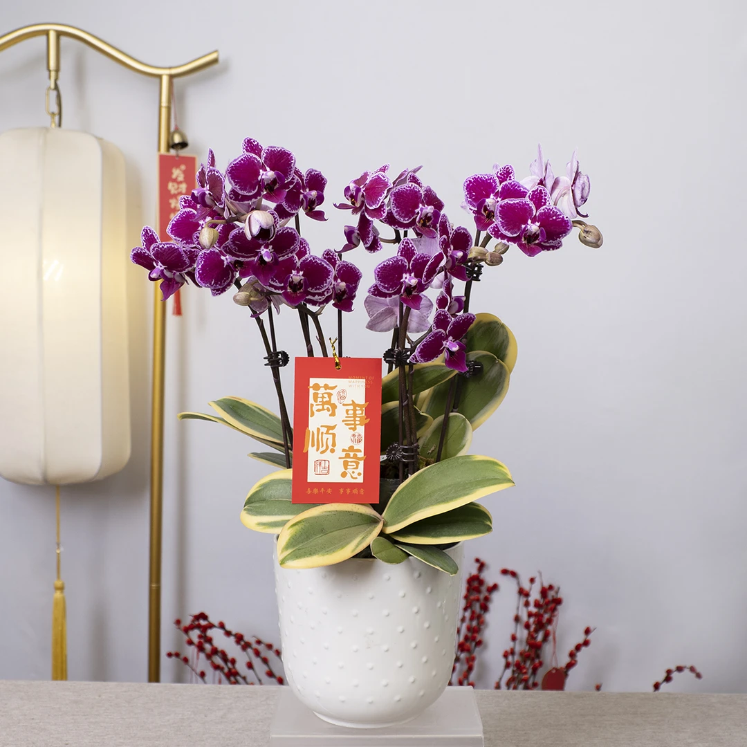 A10【金边蔓越莓】高雅轻奢风年宵花蝴蝶兰