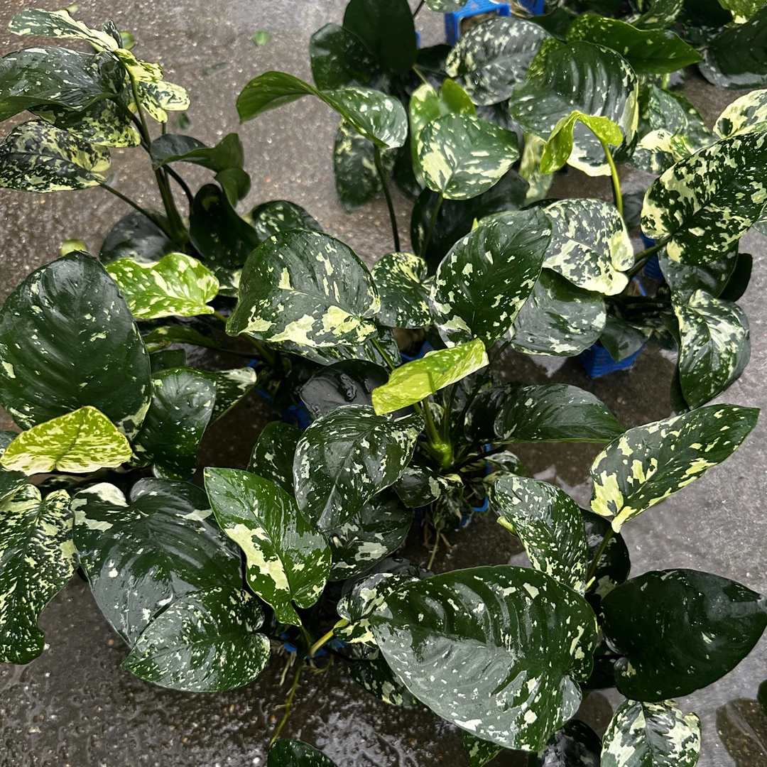 变异小巴榕水榕水草鱼缸造景阴性水草水榕类水草
