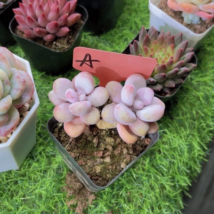 关***^我的小可爱们都好可爱