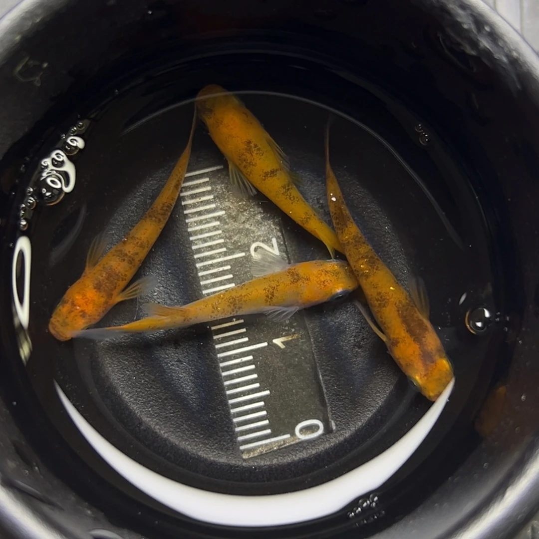青鳉鱼110。