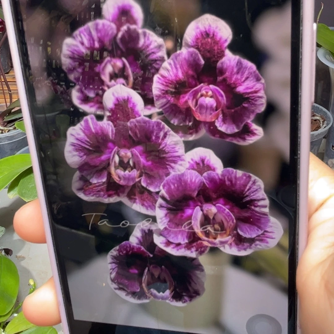 当前无花栽培后可以开花巫毒娃娃抽花间