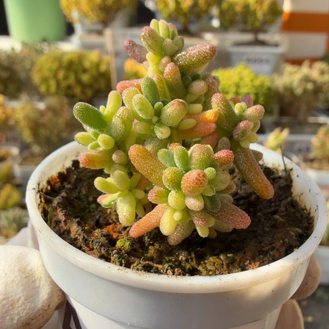 A951米粒拉丝花花锦