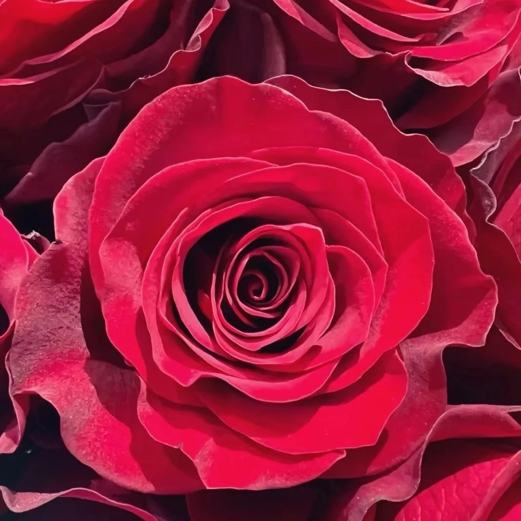 买3送1（高原红）玫瑰花苗香水大花浓香庭院阳台南北方种植四季开花