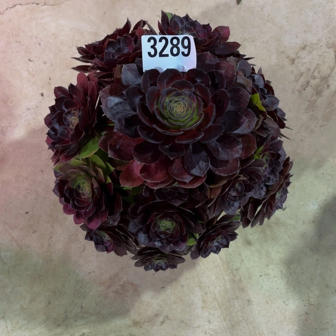 无花朵3289花花公子111111