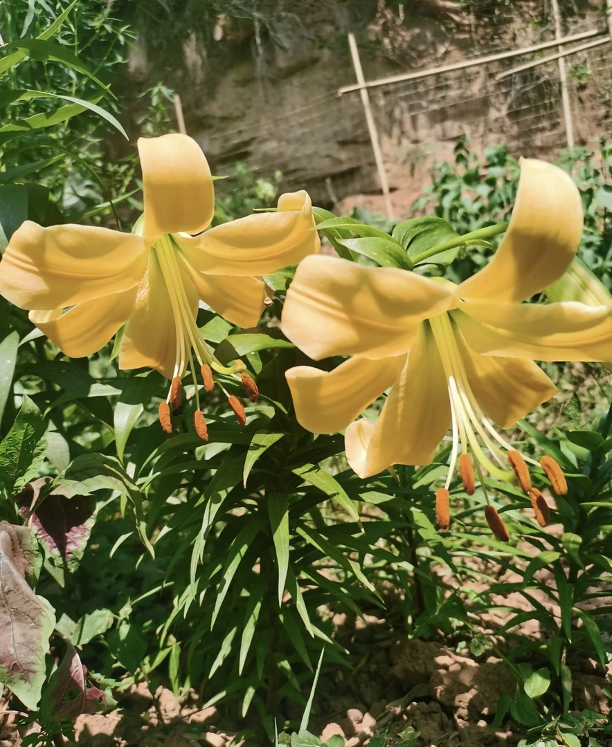 球小明年开花《橙色空间周长12/14cm》进口单瓣有香百合种球1颗