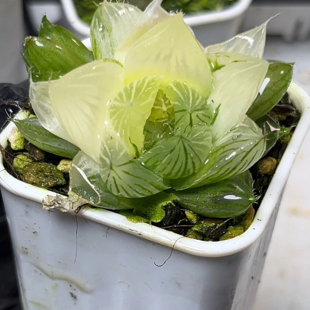 十二卷多肉植物1907玉露